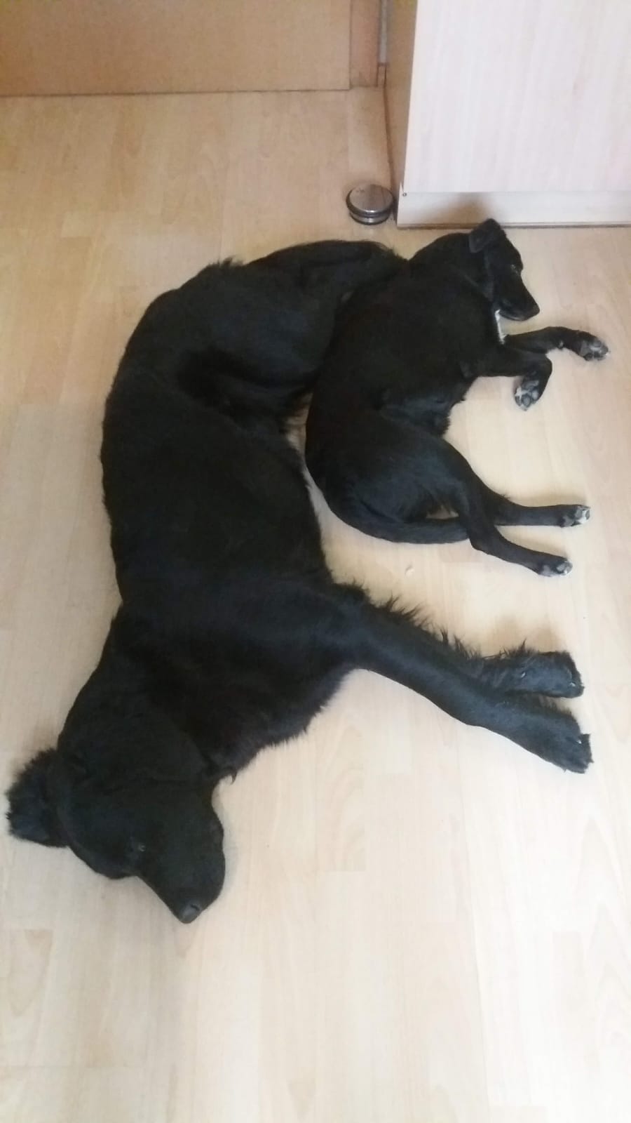 Zwei Hunde gemeinsam